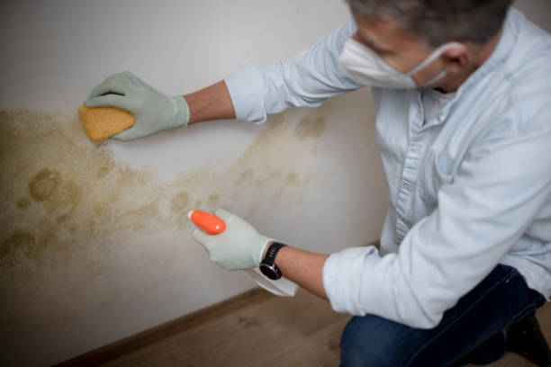 Best Insurance-Related Mold Remediation in Mount Pocono, PA